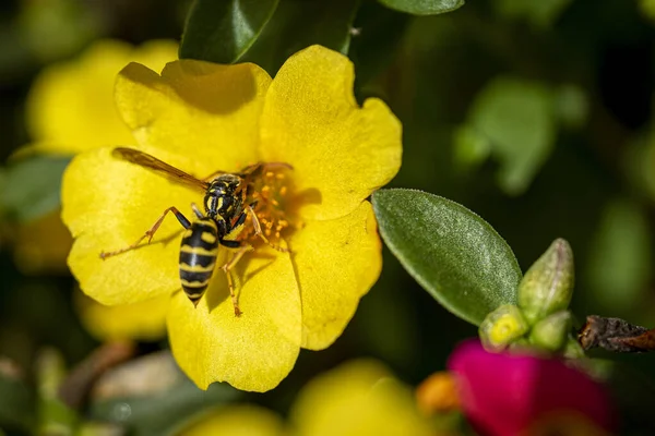 Egy Közeli Kép Egy Méhről Amint Virágport Gyűjt Gyönyörű Sárga — Stock Fotó