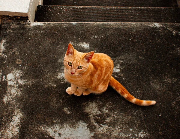 Een Hoge Hoek Shot Van Een Schattige Gember Kat Zittend — Stockfoto