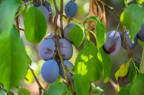 Ein Selektiver Fokusschuss Von Pflaumenzweigen — Stockfoto