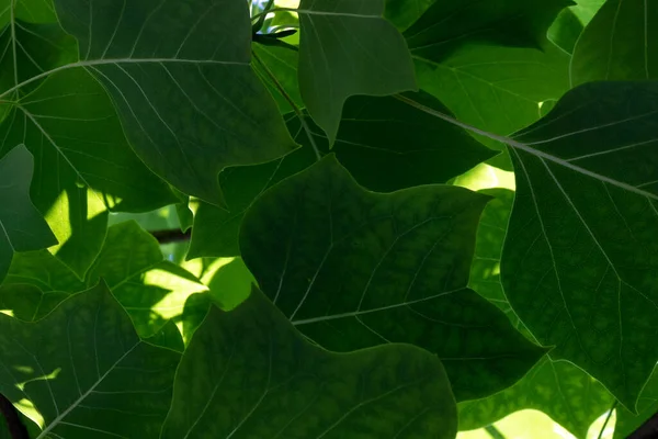 Зеленые Яркие Листья Хорошо Фона — стоковое фото
