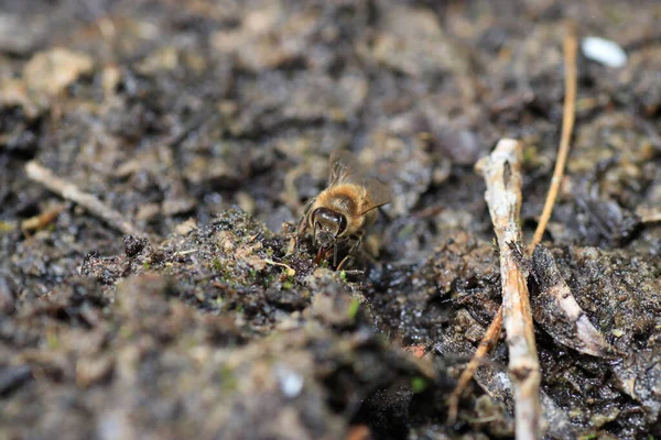 Крупный План Пчелы Лежащей Земле — стоковое фото