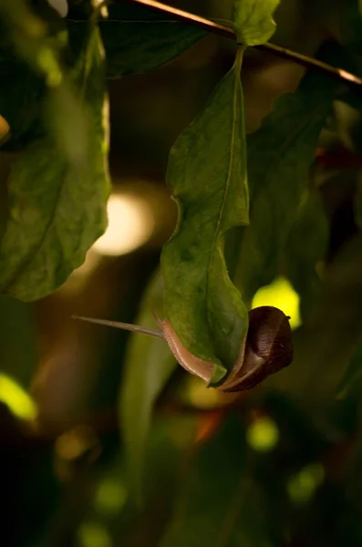 緑の葉の上にカタツムリの垂直閉鎖ショット — ストック写真