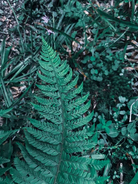Yeşil Eğrelti Otu Yaprağının Yakın Çekimi — Stok fotoğraf