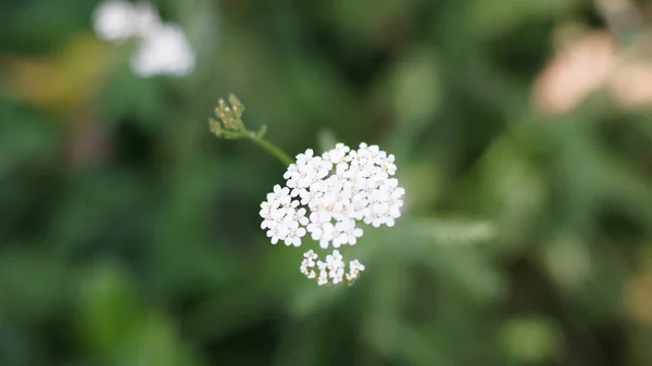 Úžasný Makro Snímek Achillea Millefolium Ideální Pro Tapety — Stock fotografie