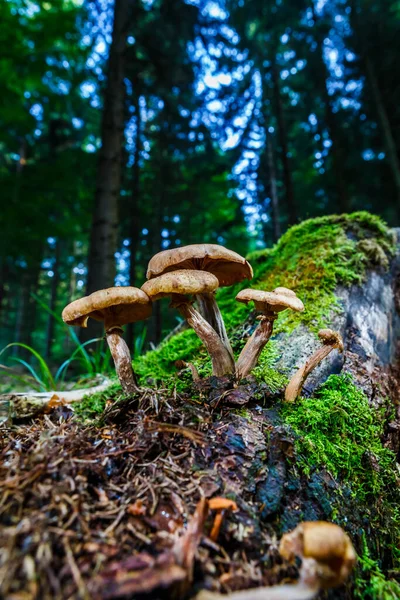 Primer Plano Setas Silvestres Bosque — Foto de Stock