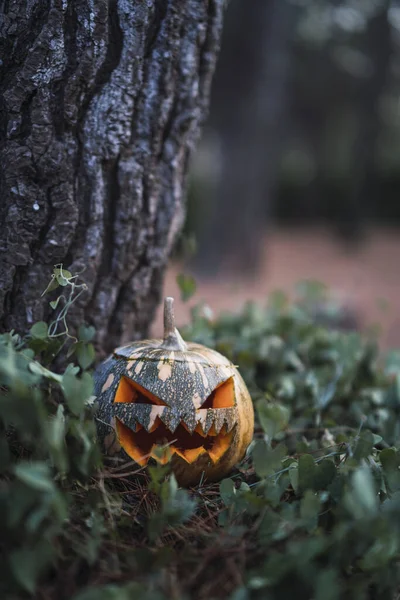 Une Citrouille Halloween Avec Visage Effrayant Sur Herbe Côté Arbre — Photo