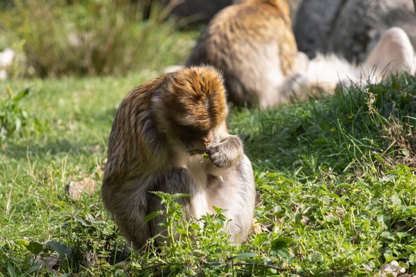 Uma Visão Macaco Comendo Sentado Chão — Fotografia de Stock