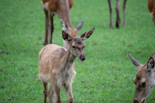 Liten Hjort Grupp Som Står Skog — Stockfoto