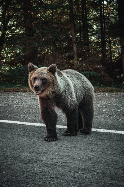 夕阳西下时一只灰熊在路边的垂直镜头 — 图库照片