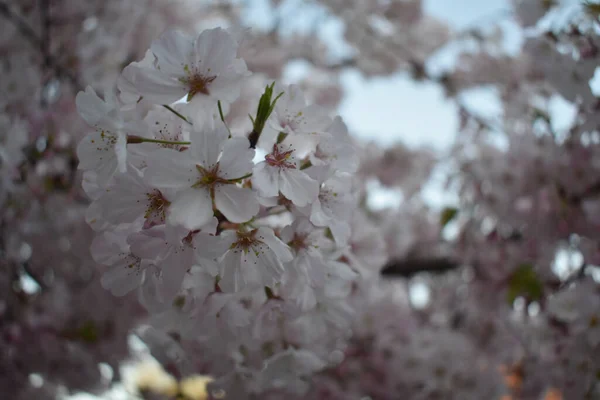 Ένα Κοντινό Πλάνο Από Άνθη Κερασιάς Ιδανικό Για Ταπετσαρία — Φωτογραφία Αρχείου
