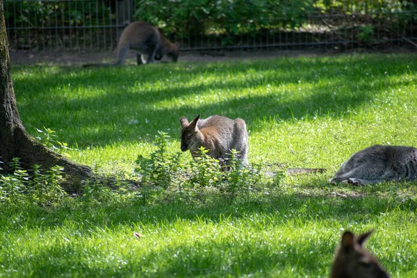 Eine Nahaufnahme Von Wallaby Auf Grünem Gras — Stockfoto