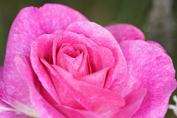 Zbliżenie Ujęcie Pięknej Różowej Róży — Zdjęcie stockowe