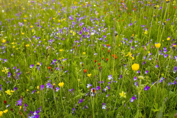 Piękna Sceneria Dzikich Kwiatów Polu Ciągu Dnia — Zdjęcie stockowe