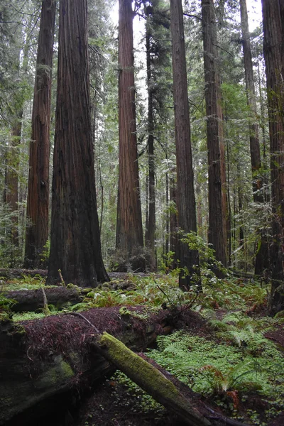 Вертикальний Знімок Щільного Лісу Високими Деревами — стокове фото