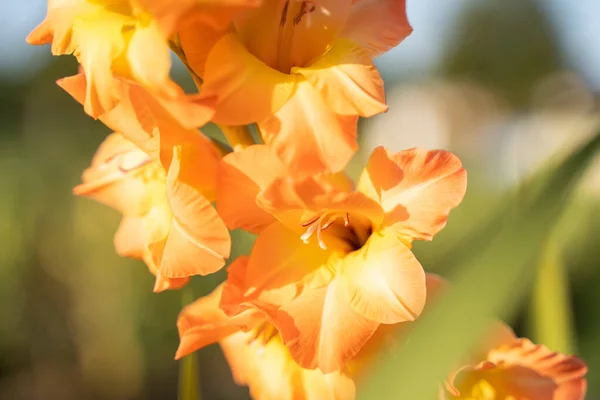 Krásný Záběr Gladiolu — Stock fotografie