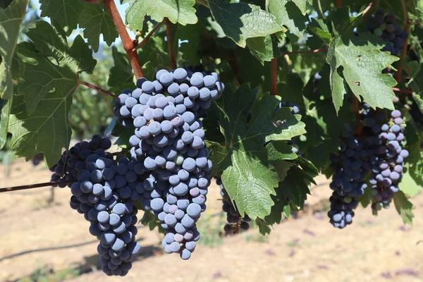 Selektiv Fokusering Skott Klasar Mogna Röda Vindruvor Vinstockar — Stockfoto