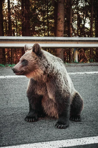 Vertikální Záběr Medvěda Grizzlyho Kraji Silnice Při Západu Slunce — Stock fotografie