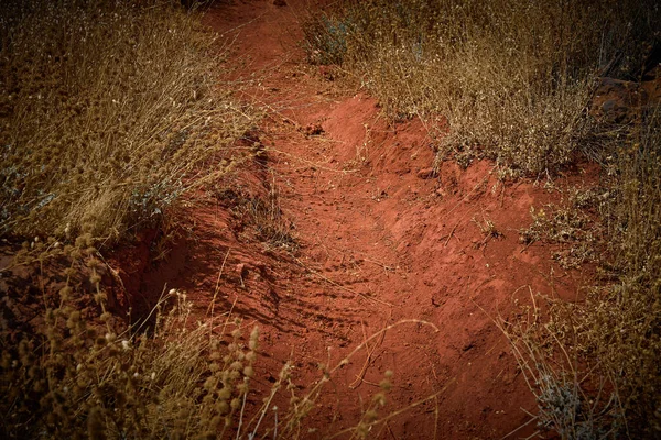 Eine Nahaufnahme Von Pflanzen Sandiger Wüste — Stockfoto