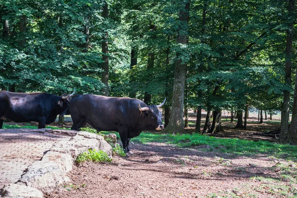 Dos Toros Negros Bosque —  Fotos de Stock