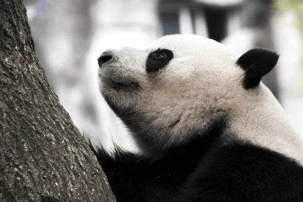 大熊猫的特写镜头 — 图库照片