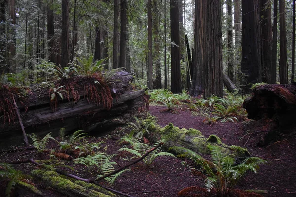 Árvores Altas Floresta Assustadora Assombrada Ótimo Para Papéis Parede — Fotografia de Stock