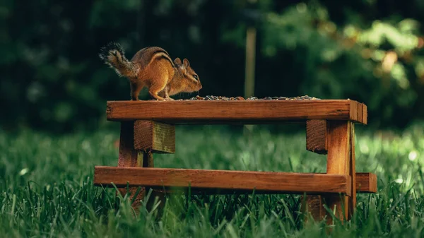 Closeup Tiny Cute Squirrel Wooden Surface Nuts Field — Stock Photo, Image