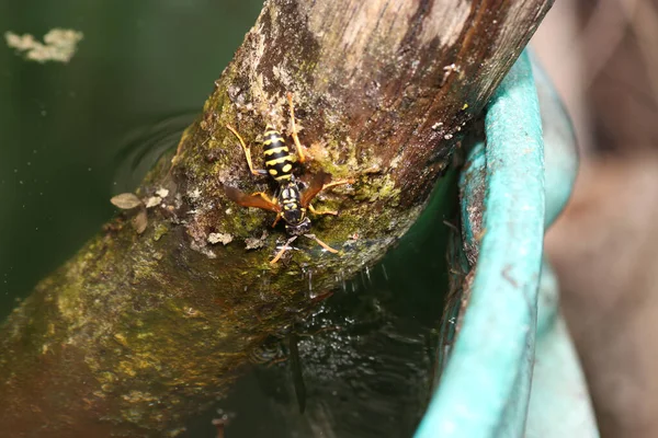 Egy Közeli Kép Egy Méhről Faágon Vízben — Stock Fotó