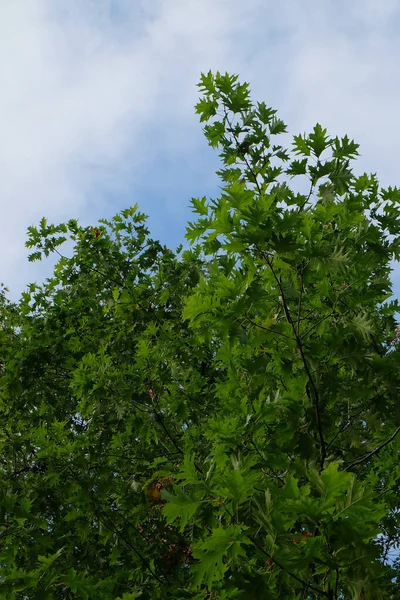 Tiro Ângulo Baixo Árvores Verdes Fundo Azul Céu — Fotografia de Stock