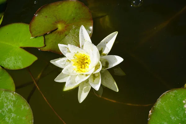 Beautiful Sacred Lotus Flower Water — Stock Photo, Image