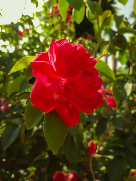 Vertikální Detailní Záběr Červené Růže Zahradě — Stock fotografie