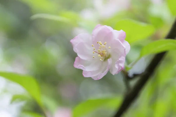 Primo Piano Fiori Ciliegio — Foto Stock