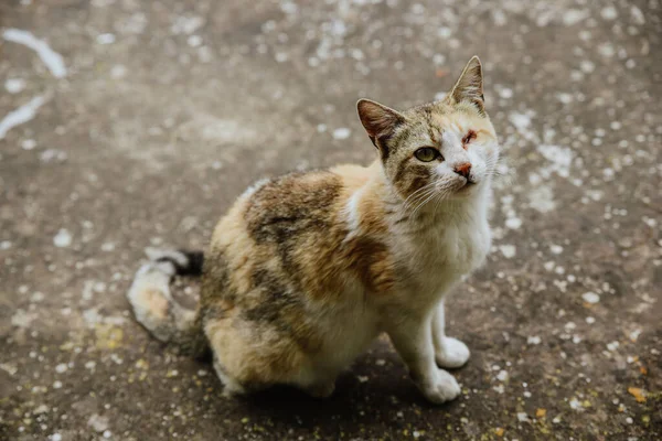 地面に一つの目がないかわいい猫の高い角度のショット — ストック写真