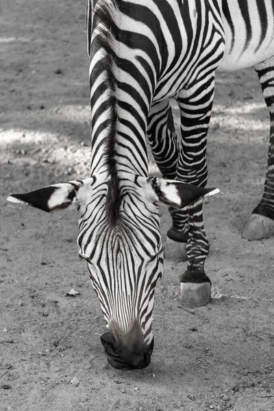 Eine Vertikale Aufnahme Von Zebras Zoo — Stockfoto