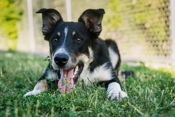 Gros Plan Une Jolie Border Collie Sur Une Herbe — Photo