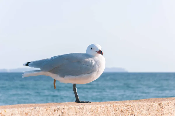 Closeup Portrait Seagull Perched Stone Sea — Stock Photo, Image