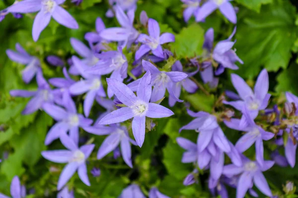 Purple Bellflowers Garden — Stock Photo, Image