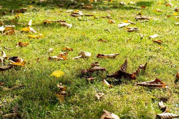 Fallen Brown Leaves Grass Field — Stock Photo, Image