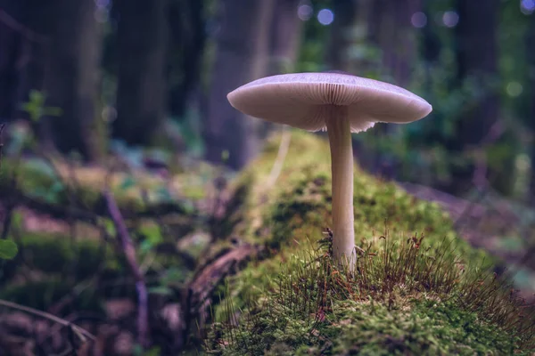 Een Close Shot Van Wilde Paddenstoelen Het Bos — Stockfoto