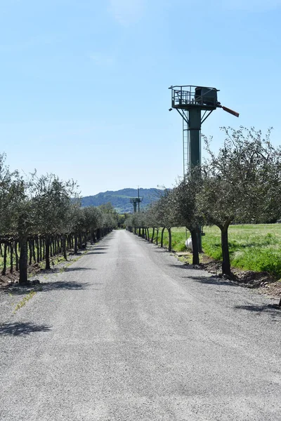 Een Verticaal Schot Van Een Weg Door Rijen Van Bomen — Stockfoto