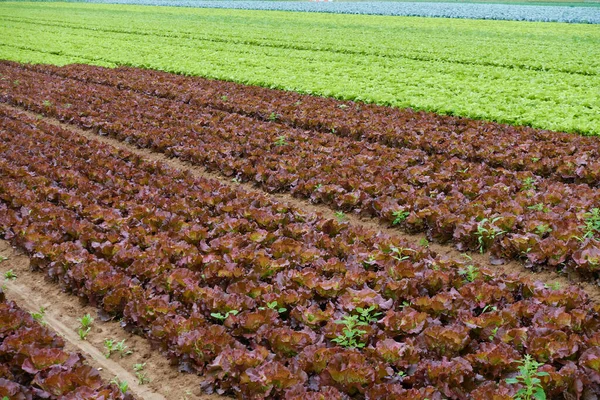 Disparo Alto Ángulo Coles Creciendo Campo — Foto de Stock