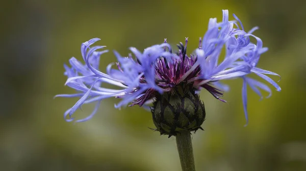 Eine Selektive Fokusaufnahme Der Blauen Kornblume — Stockfoto