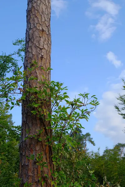 Låg Vinkel Skott Ett Grönt Träd Blå Himmel Bakgrund — Stockfoto