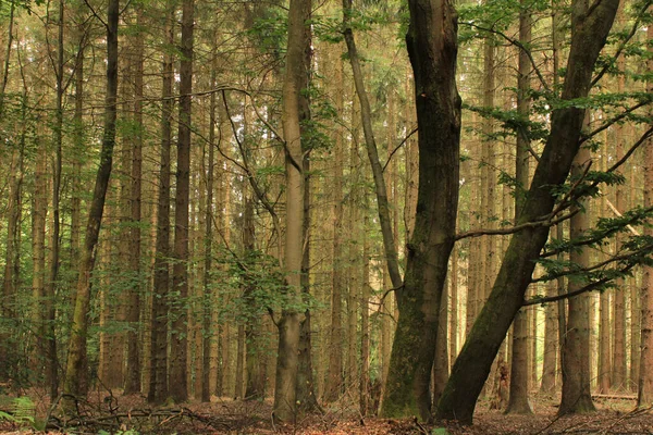 Beau Cliché Troncs Arbres Fins Dans Une Forêt — Photo