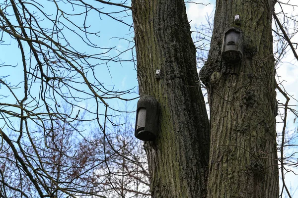 Alacsony Szögű Felvétel Öreg Madáretetőkről Fákon Egy Mezőn Napfény Alatt — Stock Fotó