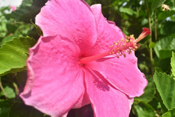 Close Uma Flor Hibisco Rosa — Fotografia de Stock