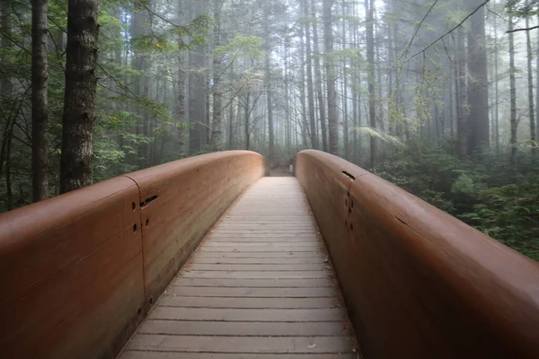 昼間は森に通じる木製の橋 — ストック写真
