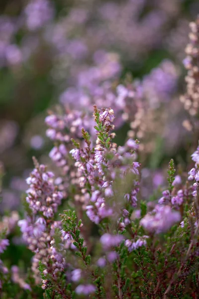 Вертикальний Крупним Планом Знімок Фіолетових Квітучих Лісових Квітів — стокове фото