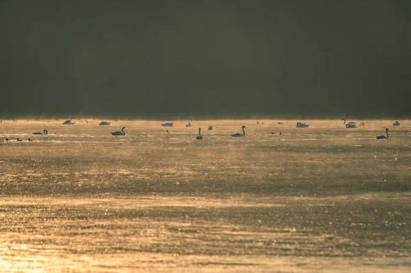 Vue Troupeau Cygnes Blancs Recherche Nourriture Dans Lac Coucher Soleil — Photo