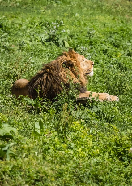 狮子躺在草地上的一张垂直的照片 表情平静 — 图库照片