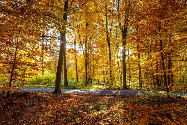 Eine Wunderschöne Landschaft Eines Waldes Mit Vielen Bäumen Die Herbstfarben — Stockfoto